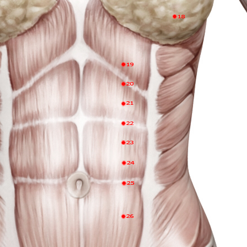 ST22 Acupuncture Point - Stomach Meridian Meridian - Shutting The Gate - Muscular view