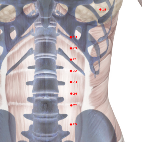 ST22 Acupuncture Point - Stomach Meridian Meridian - Shutting The Gate - Skeletal view