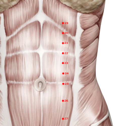 ST23 Acupuncture Point - Stomach Meridian Meridian - Great Unity - Muscular view