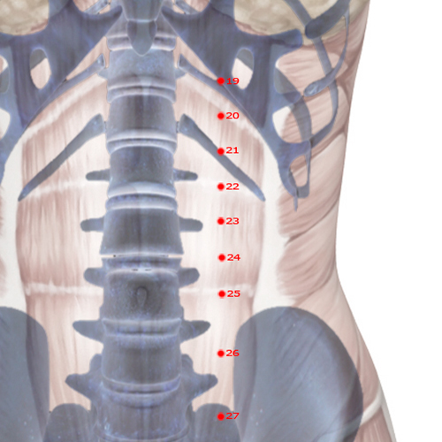 ST23 Acupuncture Point - Stomach Meridian Meridian - Great Unity - Skeletal view