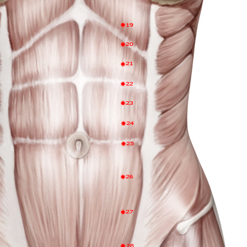 ST24 Acupuncture Point - Stomach Meridian Meridian - Slippery Flesh Gate - Muscular view
