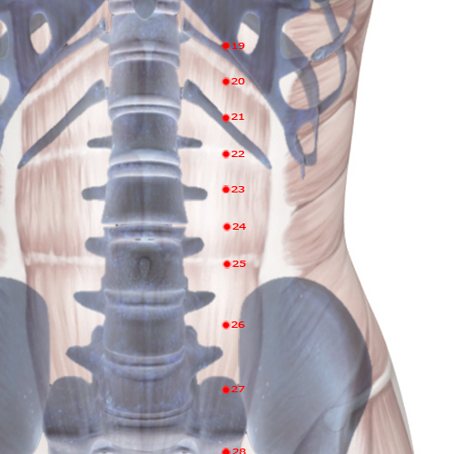 ST24 Acupuncture Point - Stomach Meridian Meridian - Slippery Flesh Gate - Skeletal view