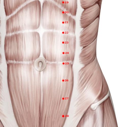 ST25 Acupuncture Point - Stomach Meridian Meridian - Celestial Pivot - Muscular view