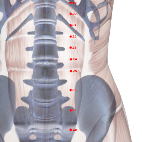 ST25 Acupuncture Point - Stomach Meridian Meridian - Celestial Pivot - Skeletal view
