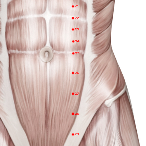 ST26 Acupuncture Point - Stomach Meridian Meridian - Outer Mound - Muscular view