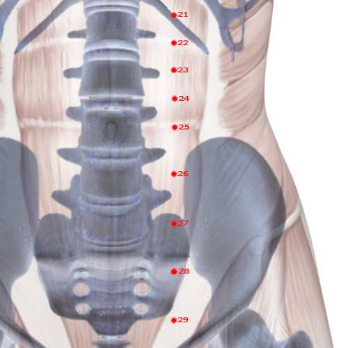ST26 Acupuncture Point - Stomach Meridian Meridian - Outer Mound - Skeletal view