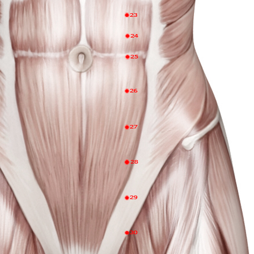 ST27 Acupuncture Point - Stomach Meridian Meridian - Great Bulge - Muscular view