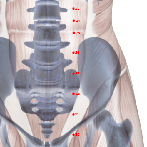 ST27 Acupuncture Point - Stomach Meridian Meridian - Great Bulge - Skeletal view
