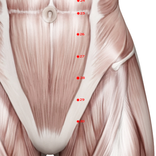 ST28 Acupuncture Point - Stomach Meridian Meridian - Waterway - Muscular view