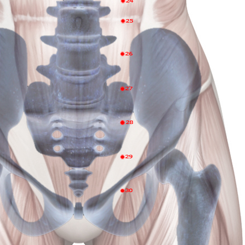 ST28 Acupuncture Point - Stomach Meridian Meridian - Waterway - Skeletal view