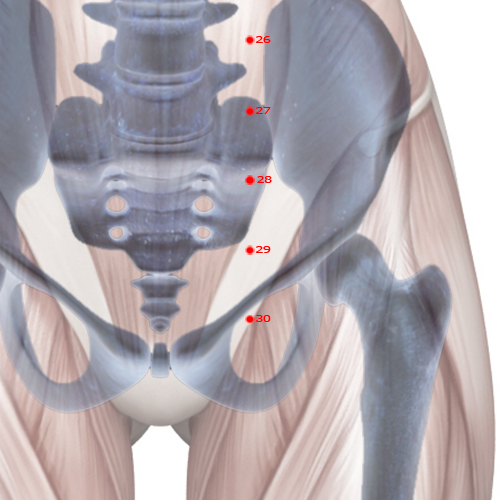 ST29 Acupuncture Point - Stomach Meridian Meridian - Return - Skeletal view