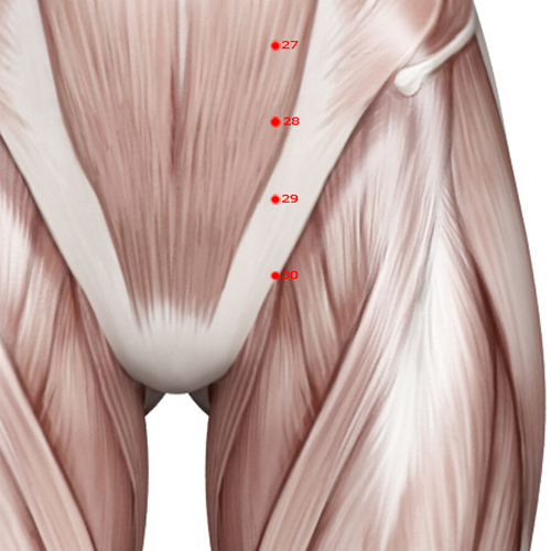 ST30 Acupuncture Point - Stomach Meridian Meridian - Qi Surge - Muscular view