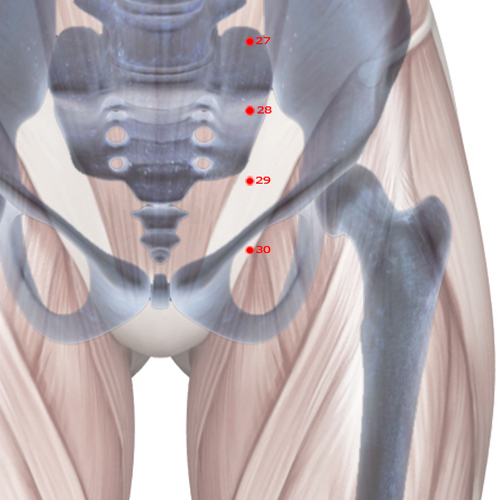 ST30 Acupuncture Point - Stomach Meridian Meridian - Qi Surge - Skeletal view
