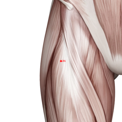 ST31 Acupuncture Point - Stomach Meridian Meridian - Thigh Gate - Muscular view