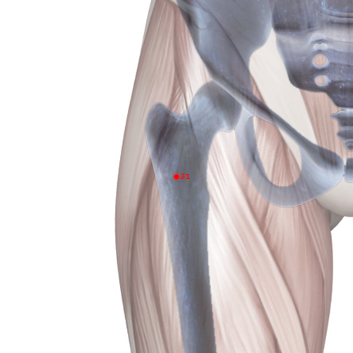 ST31 Acupuncture Point - Stomach Meridian Meridian - Thigh Gate - Skeletal view