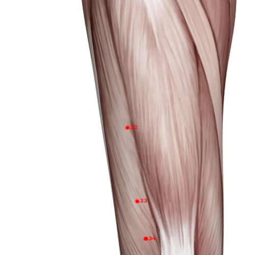 ST32 Acupuncture Point - Stomach Meridian Meridian - Crouching Rabbit - Muscular view