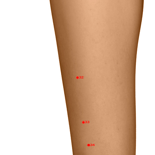 ST32 Acupuncture Point - Stomach Meridian Meridian - Crouching Rabbit - Dermal view