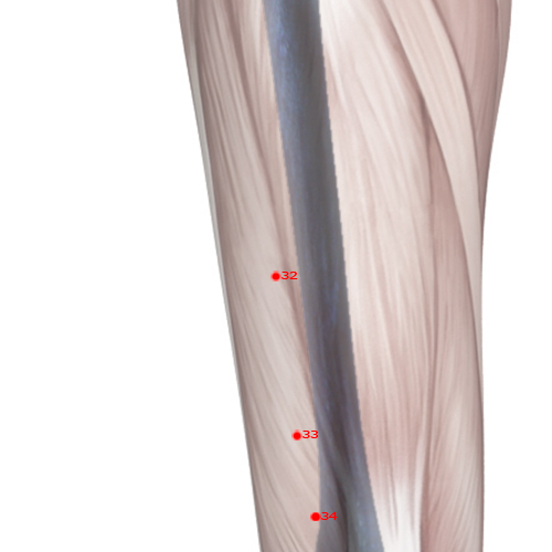 ST32 Acupuncture Point - Stomach Meridian Meridian - Crouching Rabbit - Skeletal view