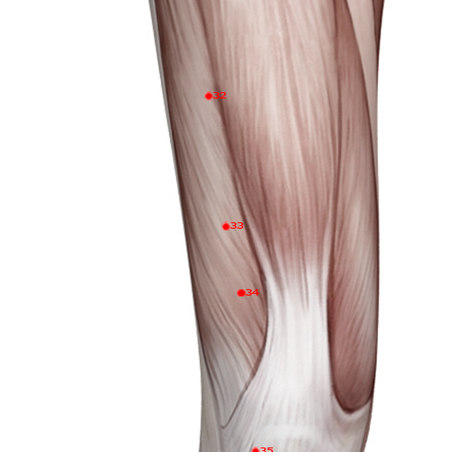 ST33 Acupuncture Point - Stomach Meridian Meridian - Yin Market - Muscular view