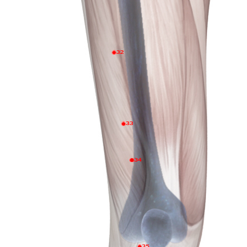 ST33 Acupuncture Point - Stomach Meridian Meridian - Yin Market - Skeletal view