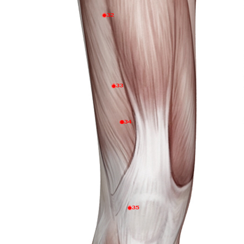 ST34 Acupuncture Point - Stomach Meridian Meridian - Ridge Mound - Muscular view