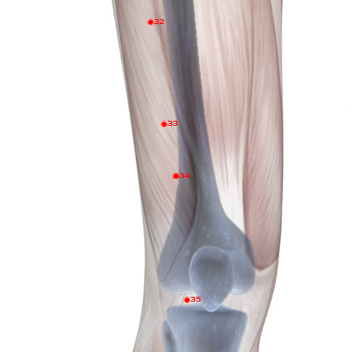 ST34 Acupuncture Point - Stomach Meridian Meridian - Ridge Mound - Skeletal view