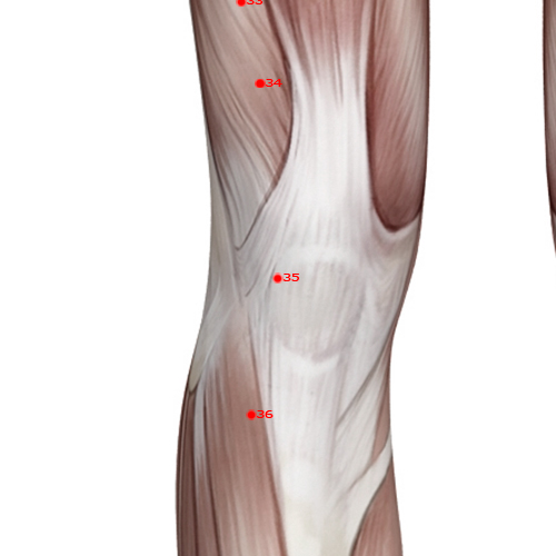 ST35 Acupuncture Point - Stomach Meridian Meridian - Calf's Nose - Muscular view