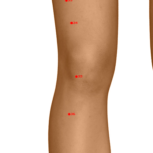 ST35 Acupuncture Point - Stomach Meridian Meridian - Calf's Nose - Dermal view