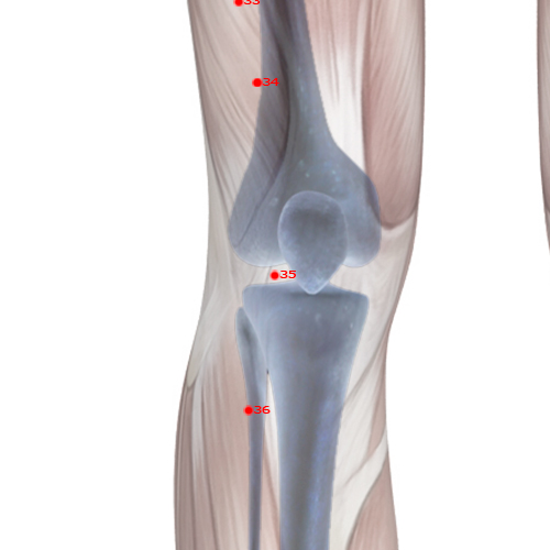 ST35 Acupuncture Point - Stomach Meridian Meridian - Calf's Nose - Skeletal view