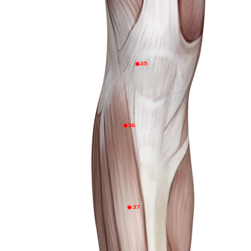 ST36 Acupuncture Point - Stomach Meridian Meridian - Leg Three Miles - Muscular view