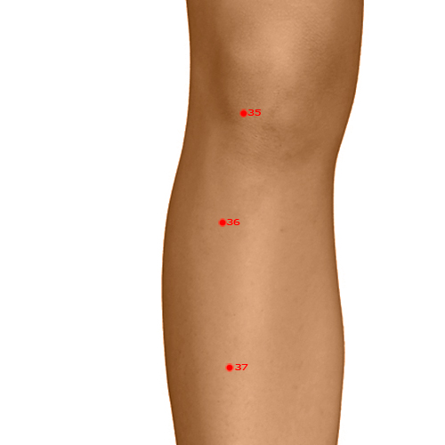 ST36 Acupuncture Point - Stomach Meridian Meridian - Leg Three Miles - Dermal view