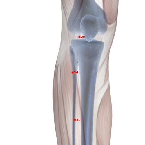ST36 Acupuncture Point - Stomach Meridian Meridian - Leg Three Miles - Skeletal view