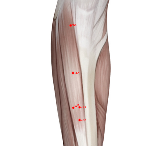 ST37 Acupuncture Point - Stomach Meridian Meridian - Upper Great Hollow - Muscular view