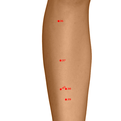 ST37 Acupuncture Point - Stomach Meridian Meridian - Upper Great Hollow - Dermal view