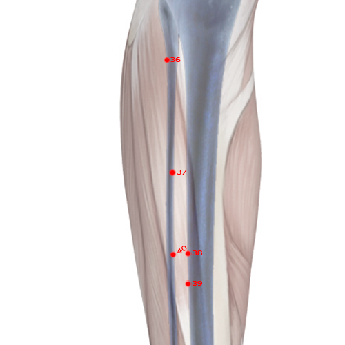 ST37 Acupuncture Point - Stomach Meridian Meridian - Upper Great Hollow - Skeletal view