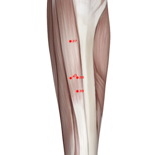 ST38 Acupuncture Point - Stomach Meridian Meridian - Ribbon Opening - Muscular view