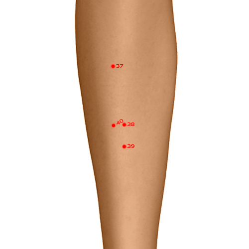 ST38 Acupuncture Point - Stomach Meridian Meridian - Ribbon Opening - Dermal view