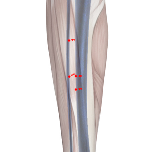 ST38 Acupuncture Point - Stomach Meridian Meridian - Ribbon Opening - Skeletal view