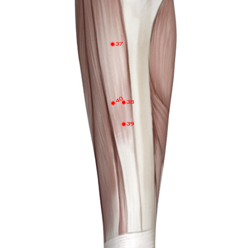ST39 Acupuncture Point - Stomach Meridian Meridian - Lower Great Hollow - Muscular view