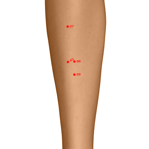 ST39 Acupuncture Point - Stomach Meridian Meridian - Lower Great Hollow - Dermal view