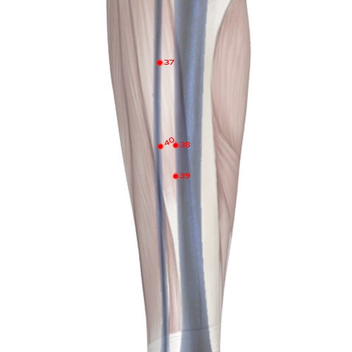 ST39 Acupuncture Point - Stomach Meridian Meridian - Lower Great Hollow - Skeletal view