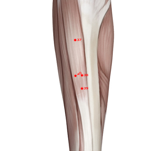 ST40 Acupuncture Point - Stomach Meridian Meridian - Abundant Bulge - Muscular view