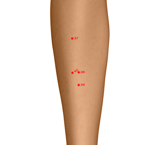 ST40 Acupuncture Point - Stomach Meridian Meridian - Abundant Bulge - Dermal view