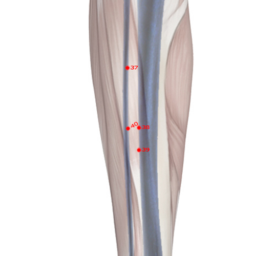 ST40 Acupuncture Point - Stomach Meridian Meridian - Abundant Bulge - Skeletal view