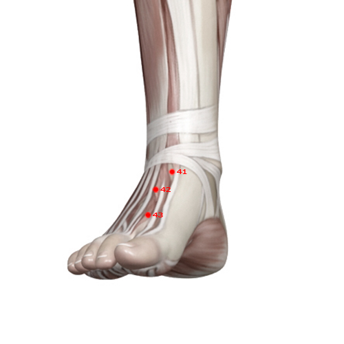 ST41 Acupuncture Point - Stomach Meridian Meridian - Dividing Cleft - Muscular view