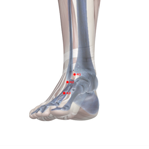 ST41 Acupuncture Point - Stomach Meridian Meridian - Dividing Cleft - Skeletal view