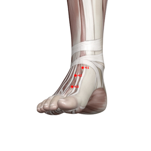 ST42 Acupuncture Point - Stomach Meridian Meridian - Surging Yang - Muscular view