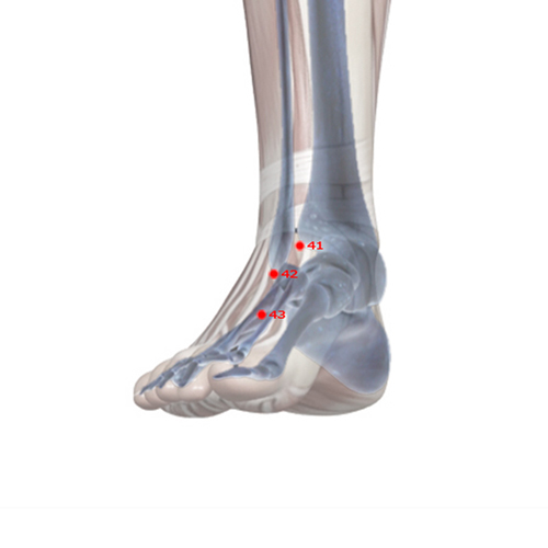 ST42 Acupuncture Point - Stomach Meridian Meridian - Surging Yang - Skeletal view