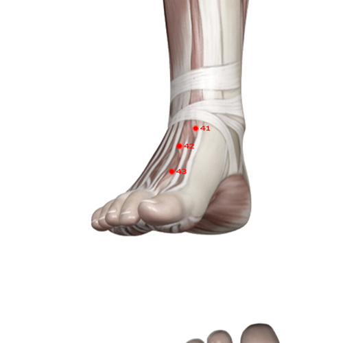 ST43 Acupuncture Point - Stomach Meridian Meridian - Sunken Valley - Muscular view