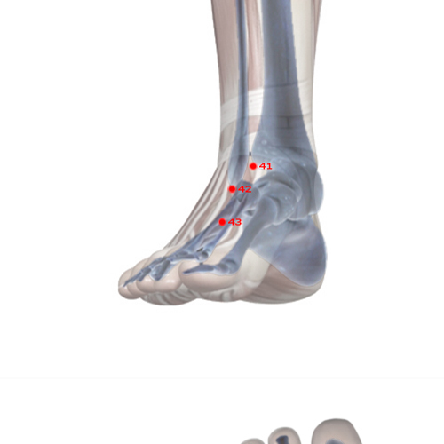 ST43 Acupuncture Point - Stomach Meridian Meridian - Sunken Valley - Skeletal view